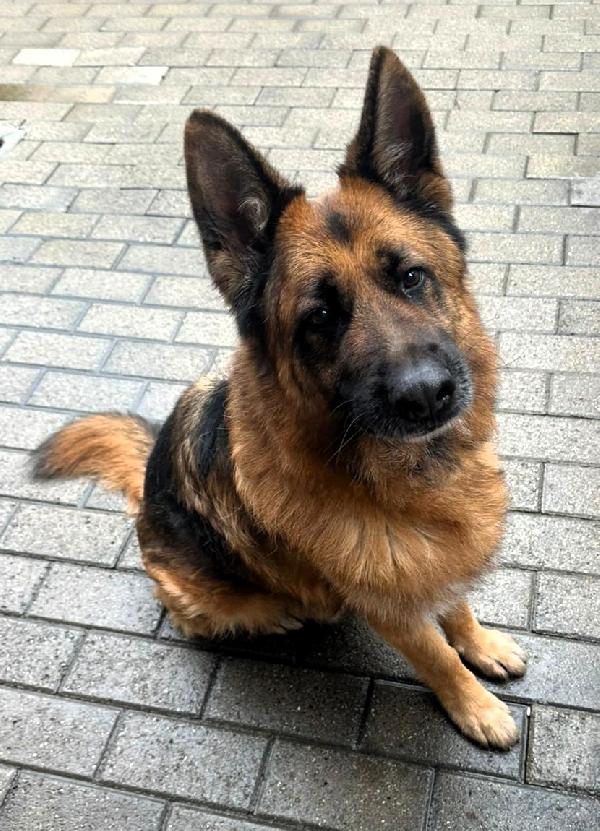 IBRA STREPITOSO PASTORE TEDESCO Foto 4